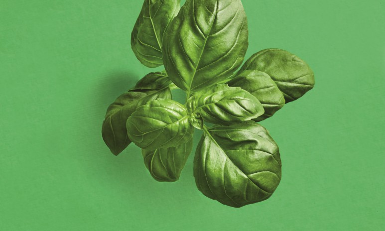 Basilicum op groene ondergrond Grand'Italia